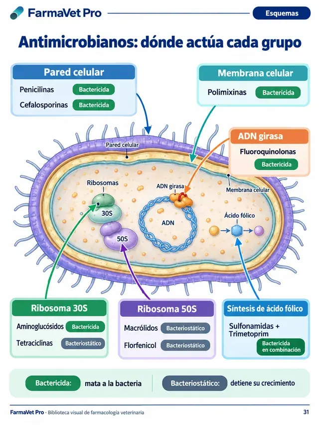 Esquema de mecanismos de acción de antimicrobianos